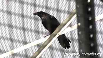 A Calgary Lowe's store in Crowfoot is now home to a raven | CTV News - CTV News Calgary