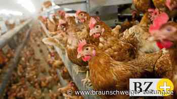 Geflügelpest – Sperrverfügung in Teilen des Kreises Peine