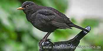 Dieser Vogel taucht im Kreis Hildesheim in 95 Prozent der Gärten auf - www.hildesheimer-allgemeine.de