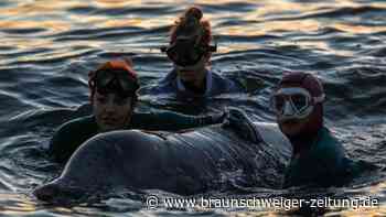Hoffnung für verletzten Schnabelwal vor der Küste Athens