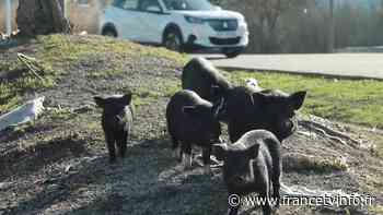 À Marignane, la prolifération de cochons sauvages en ville devient "ingérable" - Franceinfo