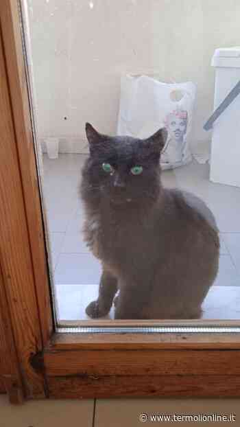 Termoli: Sara disperata per Tigro, ritroviamolo - Termoli Online