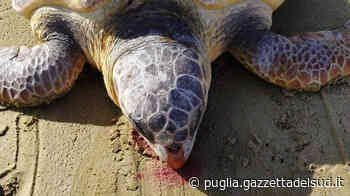 Trani, tartaruga «caretta caretta» trovata morta in spiaggia - Gazzetta del Sud - Edizione Cosenza