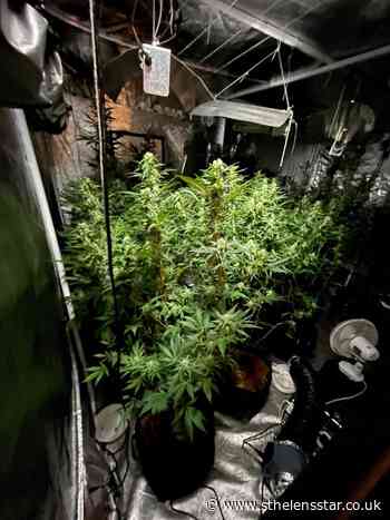 Arrest after cannabis farm found in Hughes Avenue, Whiston - St Helens Star