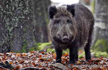 Coldiretti Vercelli-Biella, Peste Suina Africana: stop azioni strumentali dei macelli - newsbiella.it
