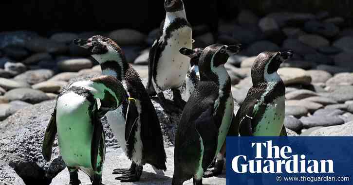 Same-sex penguins succeed as foster parents in first for New York zoo