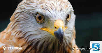 Entsetzlicher Fall von Tier­quälerei im Bezirk Feldkirchen - 5 Minuten