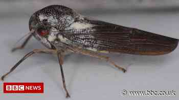 Anglia Ruskin scientist makes 'once-in-a-lifetime' insect find