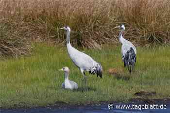 Großer Erfolg: 70 Kranichpaare brüten im Kreis Stade - Landkreis Stade - Tageblatt-online