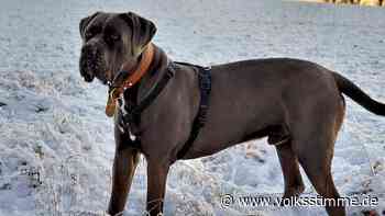 Ist Bulldogge Babou in der Heide allein unter Wölfen? - Volksstimme