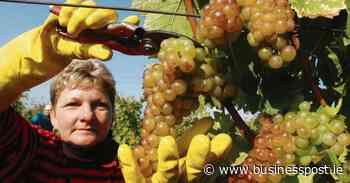 Cathal McBride on wine: Why it pays to step outside your comfort buying zone - Business Post