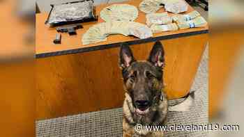 K-9 leads deputies to find drugs, gun in car during Aurora traffic stop - Cleveland 19 News