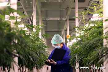 Why Shares of Aurora Cannabis Slumped 14.6% This Week - The Motley Fool