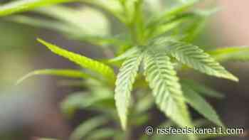 Will Gov. Walz’s weed proposal light up the state’s economy or burn out in the senate?