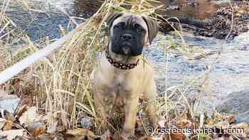 Puppy stolen in St. Paul reunited with owner