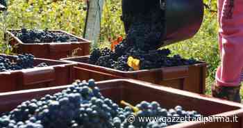 Agricoltura bio e agroecologia: sorgerà il “Biodistretto di Parma” - Gazzetta di Parma