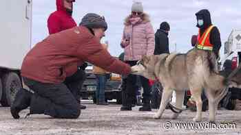 Beargrease sled dogs are gearing up for the big marathon - WDIO