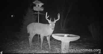 Reactions on hawks and small dogs, a nocturnal buck on a trail cam, the biggest “Big Year” and women in the B… - Chicago Sun-Times