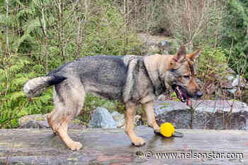 Dog owner believes beloved pet stolen from Lower Mainland property – Nelson Star - Nelson Star