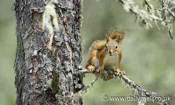 Squirrels can INHERIT food stores from their parents as inequality runs rampant in natural world - Daily Mail