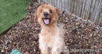 Scottish SPCA appeal for food for small dogs at their Lanarkshire centre - Daily Record