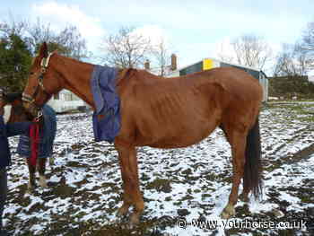'Suffering' horses denied adequate food and water in welfare case - Your Horse