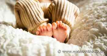 Company admits supplying food allegedly linked to deaths of babies - Wales Online