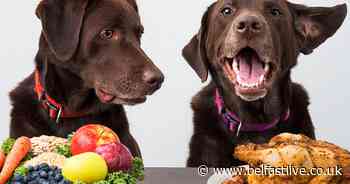 Vegan dog food trend on the rise in NI - Belfast Live