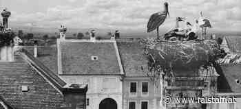 Erfolgsgeschichte: 100 + 1 Jahre Burgenland