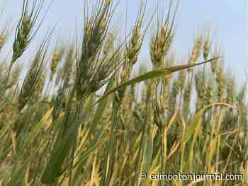 Alberta farmers tout new digital technologies to save costs, time