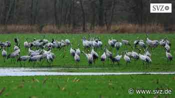 Leserfoto: Kraniche ziehen durch Ludwigslust-Parchim | svz.de - svz – Schweriner Volkszeitung