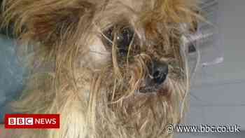 RSPCA appeal as dogs 'dumped from van' in Coventry - BBC News