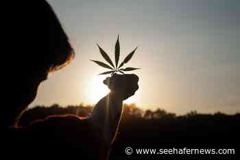WI Republicans Float Proposal to Legalize Medical Marijuana - seehafernews.com