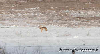 Foligno, faccia a faccia con due lupi sugli Altipiani Plestini a Colfiorito - ilmessaggero.it