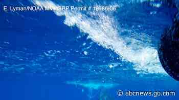 Young humpback whale freed from mooring line, buoy off Maui