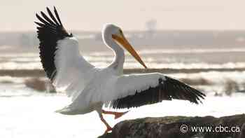 Meet Elsa, the pelican overwintering in southern Alberta against all odds