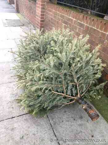 Are real Christmas trees better for the environment? Sharanya Narasimhan, Wimbledon High School
