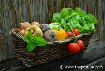 Healthy eating campaign coming to all schools in Cornwall - Cornish & Devon Post