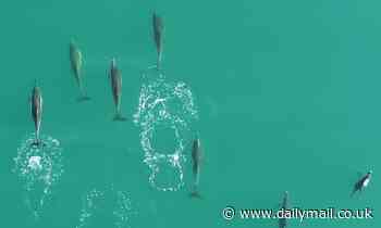 Pod of dolphins leap out of the turquoise sea off Cornwall in stunning drone footage [Video] - Daily Mail