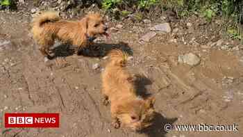 Cornwall girl, seven, writes letter to Queen for help finding dogs - BBC News