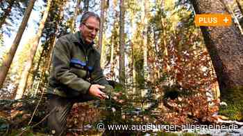 Zu viel Verbiss: Im Augsburger Land soll mehr Rehwild geschossen werden - Augsburger Allgemeine