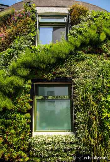 “Living Walls” Can Reduce Heat Lost From Buildings by Over 30%
