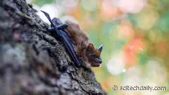 Solving a Complex Puzzle: How Bats, Wolves and Moths Can Shape Our Lives