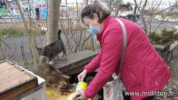 Frontignan : un nouveau lieu pour le comité de protection féline - Midi Libre