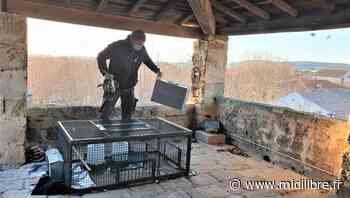 Frontignan : les pigeons pigeonnés sur le toit de l'église - Midi Libre