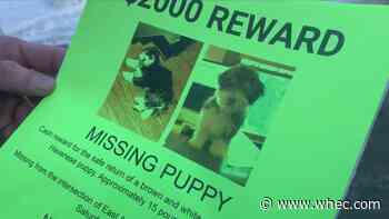 Puppy inside stolen car; $2,000 cash reward