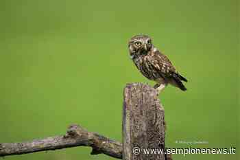 Parco del Roccolo, volontari all'opera per il censimento dei rapaci notturni - Sempione News