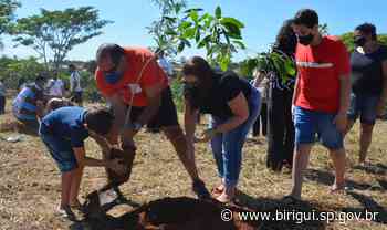 Prefeitura de Birigui comemora aniversário da cidade com plantio de 110 mudas de árvores - Prefeitura de Birigui