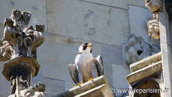 Enquête après la mort du faucon pèlerin de la cathédrale d’Arras - Le Parisien