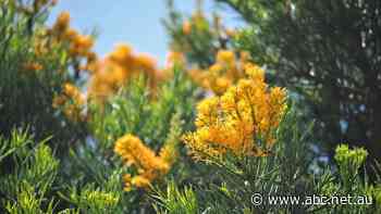 Distillery hammered over batch of 'culturally inappropriate' gin